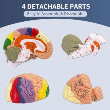 SFXYJ Human Brain Model 2 Times Life Size,Brain Anatomy Model, Includes 4 Pieces Labeled with Figures 9 Colors, for Neuroscience Learning Display Medical Identify Brain Functions