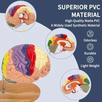 SFXYJ Human Brain Model 2 Times Life Size,Brain Anatomy Model, Includes 4 Pieces Labeled with Figures 9 Colors, for Neuroscience Learning Display Medical Identify Brain Functions