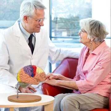 SFXYJ Human Brain Model 2 Times Life Size,Brain Anatomy Model, Includes 4 Pieces Labeled with Figures 9 Colors, for Neuroscience Learning Display Medical Identify Brain Functions