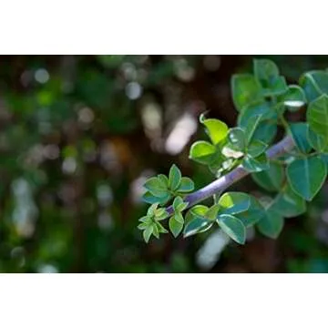 Organic Myrrh Essential Oil for Aromatherapy & Skincare