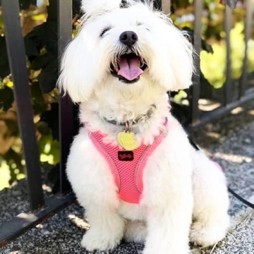Tailpetz Adjustable Small Dog Harness in Pink