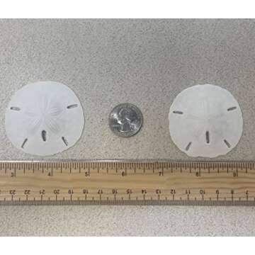 Tumbler Home White Sand Dollars 12 Pack - Wedding Seashell Crafts & Decor