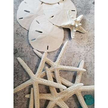 Tumbler Home White Sand Dollars Set of 12 - Wedding Decor