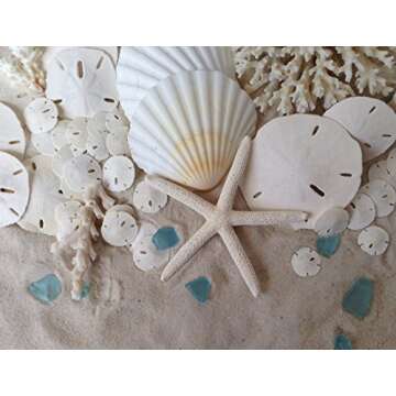 Tumbler Home White Sand Dollars Set of 12 - Wedding Decor