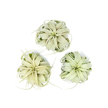 3 Pack Large Xerographica Air Plants 5 to 7 Inch Wide-Air Plants Live Tillandsia Succulent House Pla...