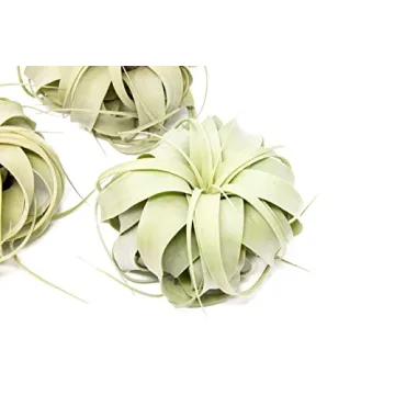 Buy 3 Pack Xerographica Air Plants for Home Decor