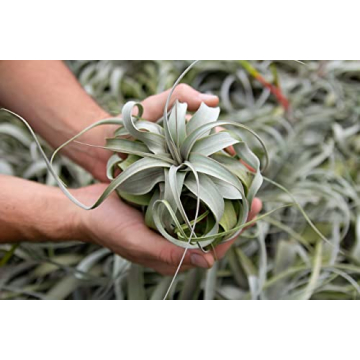 Buy 3 Pack Xerographica Air Plants for Home Decor