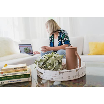 Buy 3 Pack Xerographica Air Plants for Home Decor