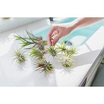 Buy 3 Pack Xerographica Air Plants for Home Decor