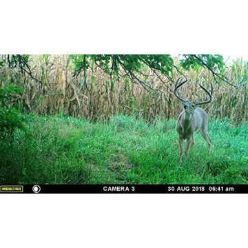 Pure Whitetail Bachelor Group Buck Urine for Effective Hunting