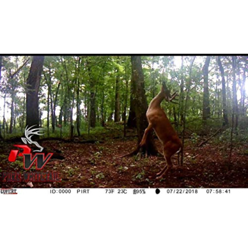 Pure Whitetail Bachelor Group Buck Urine for Effective Hunting