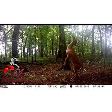 Pure Whitetail Bachelor Group Buck Urine for Effective Hunting