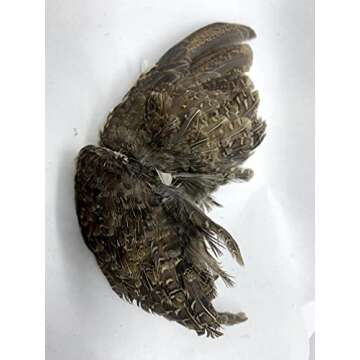 Real Quail Wings for Hunting Dog Training 1 Pair for Scent Training, Bird Scent Training Wings from ...