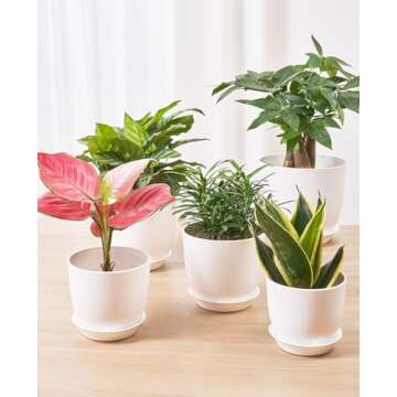 Homenote 7/6/5.5/4.8/4.5 Inch Modern Plastic Planter, White - Indoor Plant Pot with Drainage Hole & Tray for Succulents, Flowers, Cactus