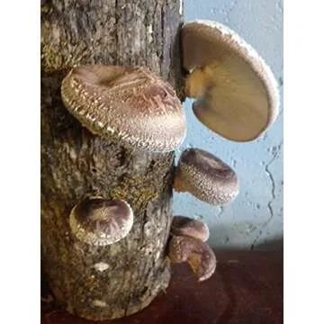 Grow Delicious Shiitake Mushrooms at Home