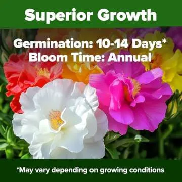 HOME GROWN Moss Rose Seeds (Bulk Pack) Annual Flower Seeds for Ground Cover - Heirloom Non-GMO Portulaca Seeds for Planting Outdoors - Great for Low-Maintenance Gardens (Portulaca grandiflora)