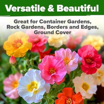 HOME GROWN Moss Rose Seeds (Bulk Pack) Annual Flower Seeds for Ground Cover - Heirloom Non-GMO Portulaca Seeds for Planting Outdoors - Great for Low-Maintenance Gardens (Portulaca grandiflora)