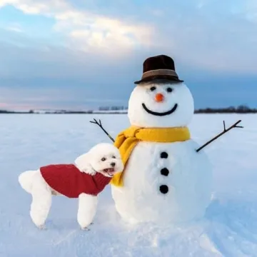 Mihachi Turtleneck Dog Sweater - Winter Coat Apparel Classic Cable Knit Clothes with Leash Hole for Cold Weather, Ideal Gift for Pet in New Year