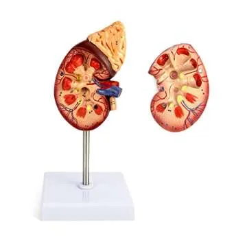 QWORK Life-Size Kidney Model for Education and Patient Care