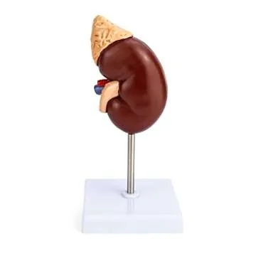 Life-Size Kidney Model for Educational Use in Clinics