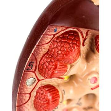 Life-Size Kidney Model for Educational Use in Clinics
