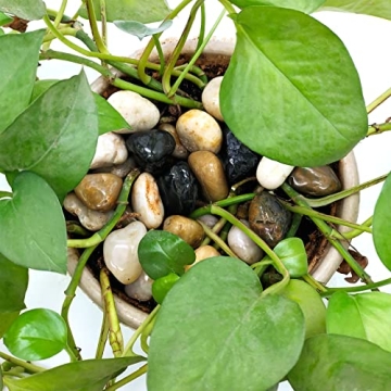 1lb Natural Polished Pebbles for Garden & Aquarium