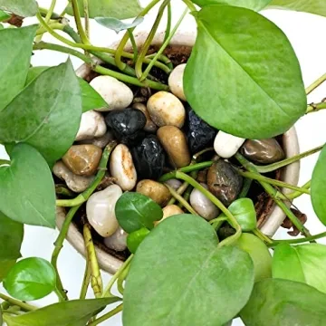 1lb Natural Polished Pebbles for Garden & Aquarium