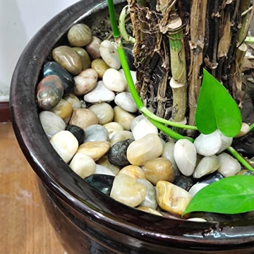 1lb Natural Polished Pebbles for Garden & Aquarium