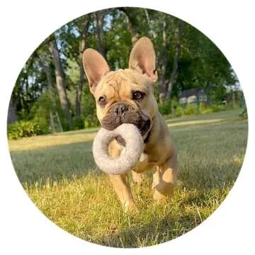 Creature ECO Organic Wool Ring Dog Toys for Moderate Chewers - Eco-Friendly Puppy Toys for Interactive Play - Natural Non Toxic Fetch Toy, Safe for Your Pet & The Planet - 2 Pack