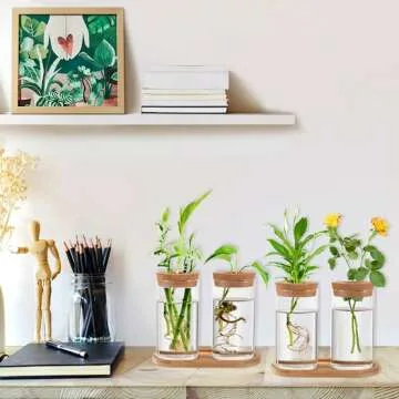 Live Small Office Plant for a Fresh Workspace