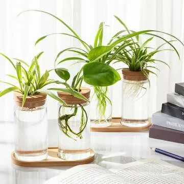 Live Small Office Plant for a Fresh Workspace
