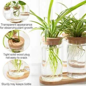 Live Small Office Plant for a Fresh Workspace