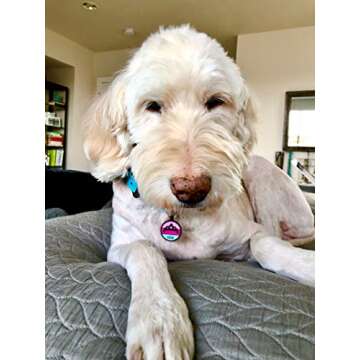 Love Your Pets - Our Original Soundless Pet ID Tag - Largest Line of Silicone Dog Tags - No More Jingling Dog Tags - Durable - Never Fades - Customized Deep Engraved Silicone (Princess)