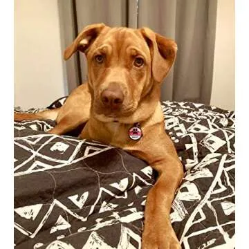 Love Your Pets - Our Original Soundless Pet ID Tag - Largest Line of Silicone Dog Tags - No More Jingling Dog Tags - Durable - Never Fades - Customized Deep Engraved Silicone (Princess)