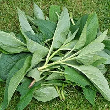 Comfrey Salve Herbal Balm for Skin Healing and Relief