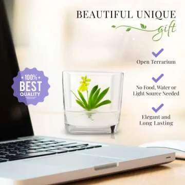 BLOOMIFY Miniature Dancing Orchid Terrarium, Open Pot Design, Maintenance Free, 3" Glass Votive