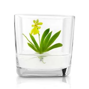 BLOOMIFY Miniature Dancing Orchid Terrarium - No Care Needed