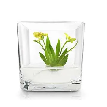 BLOOMIFY Miniature Dancing Orchid Terrarium - No Care Needed