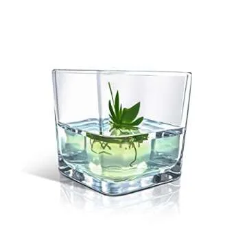 BLOOMIFY Miniature Dancing Orchid Terrarium - No Care Needed