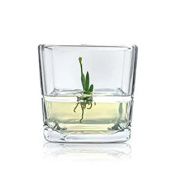 BLOOMIFY Miniature Dancing Orchid Terrarium - No Care Needed
