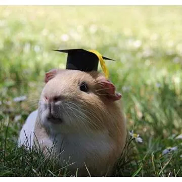 Small Animal Graduation Caps Mini Bachelor Hats With Bright Tassel Costume for Guinea Pigs,Hedgehog,Bird,Turtles,Hamster,Bearded Dragon,Rabbit,Ferret Photo Props Hat Holiday Costume Accessory (Yellow)