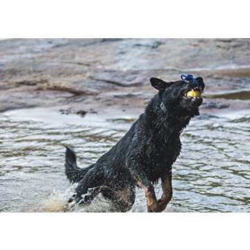 Nero Ball Splash! Floating Dog Ball for Pool & Beach Fun