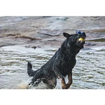 Nero Ball Splash! Floating Dog Ball for Pool & Beach Fun