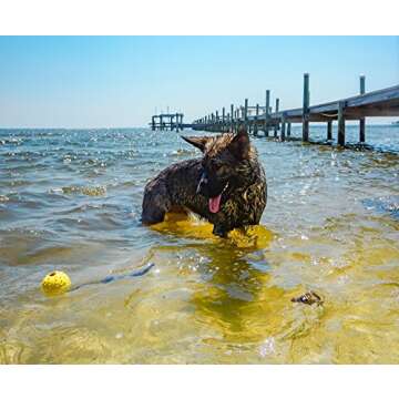 Nero Ball Splash! Floating Dog Ball for Pool & Beach Fun