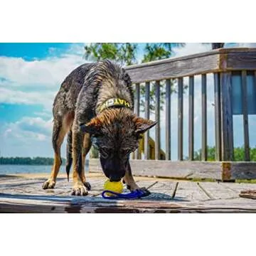 Nero Ball Splash! Floating Dog Ball for Pool & Beach Fun