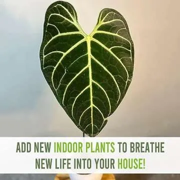 Anthurium Regale by LEAL PLANTS ECUADOR |Green Live House Plant for Indoors|California Tropicals Liv...
