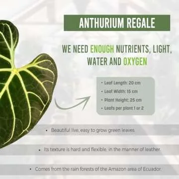 Anthurium Regale: Stunning Indoor Plant for Home