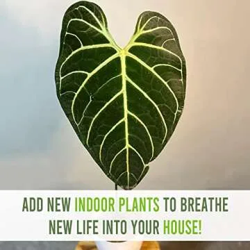 Anthurium Regale: Stunning Indoor Plant for Home