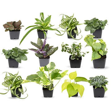 Easy to Grow Houseplants (12 Pack) Live House Plants in Plant Containers, Growers Choice Plant Set i...