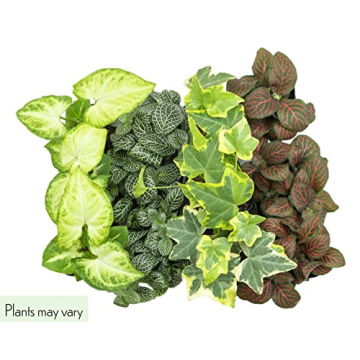 Easy to Grow Houseplants 12 Pack for Home and Gifts